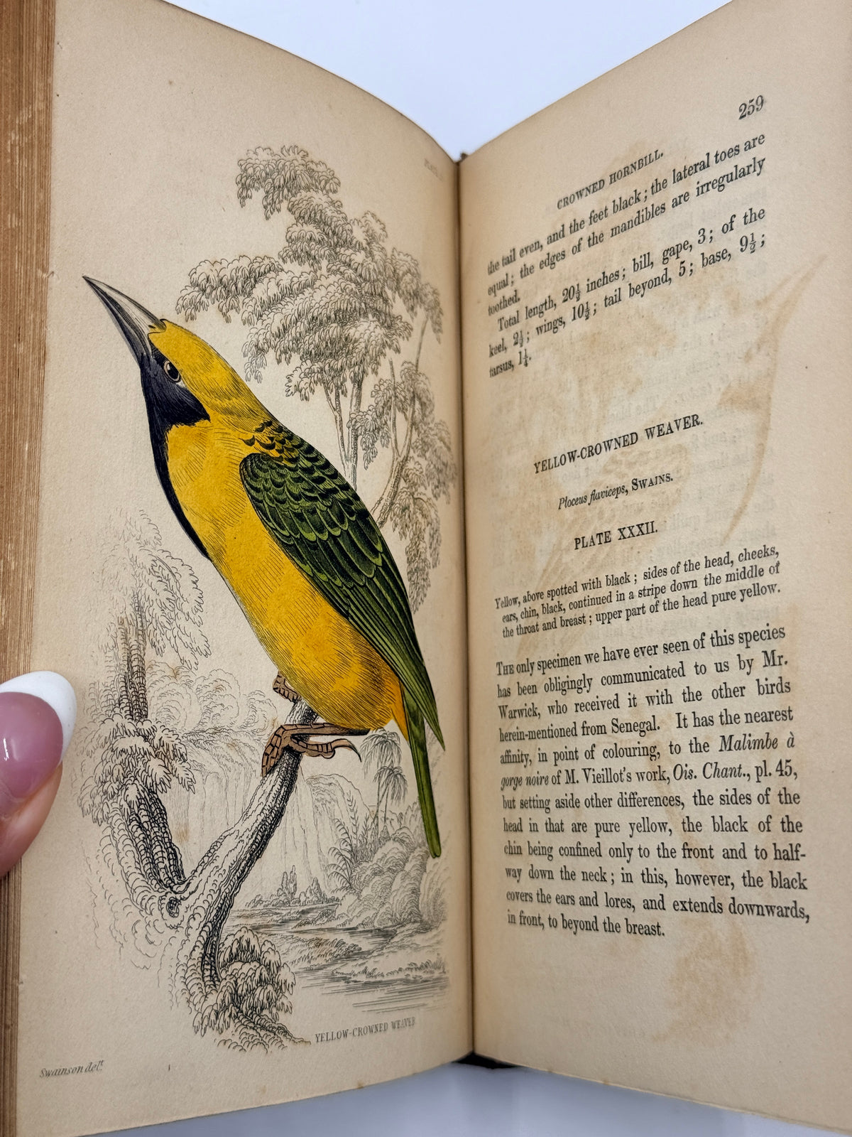 Ornithology: The Naturalist’s Library by Sir William Jardine, Vol 12, Birds of Western Africa