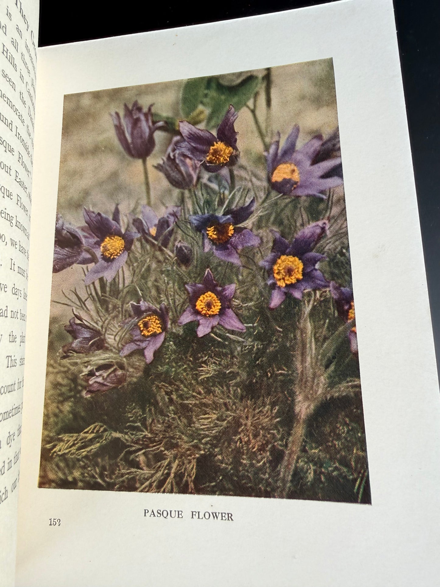 Wild Flowers as They Grow, Vol VII