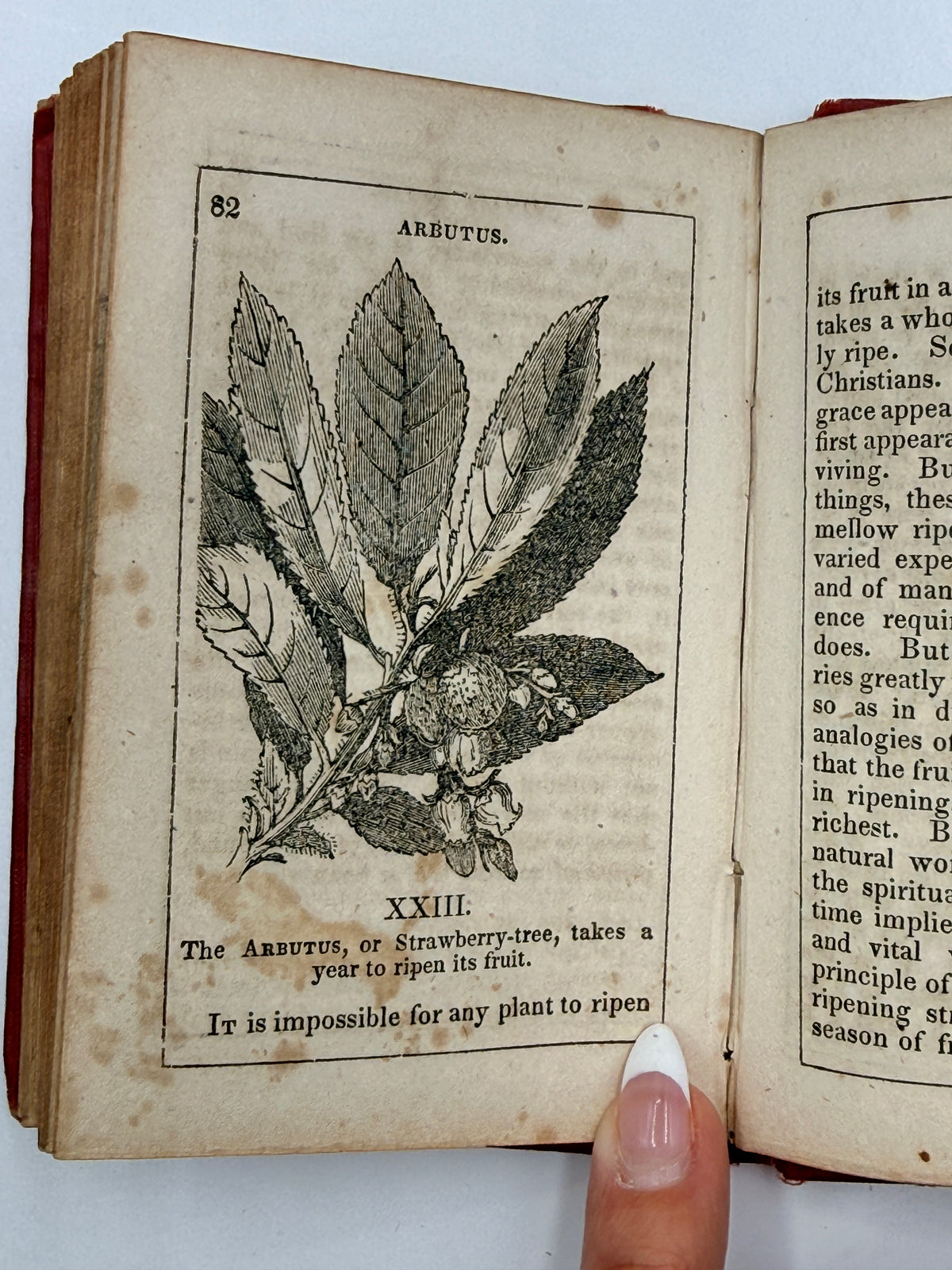 Thoughts Among Flowers, Small Book, 1853