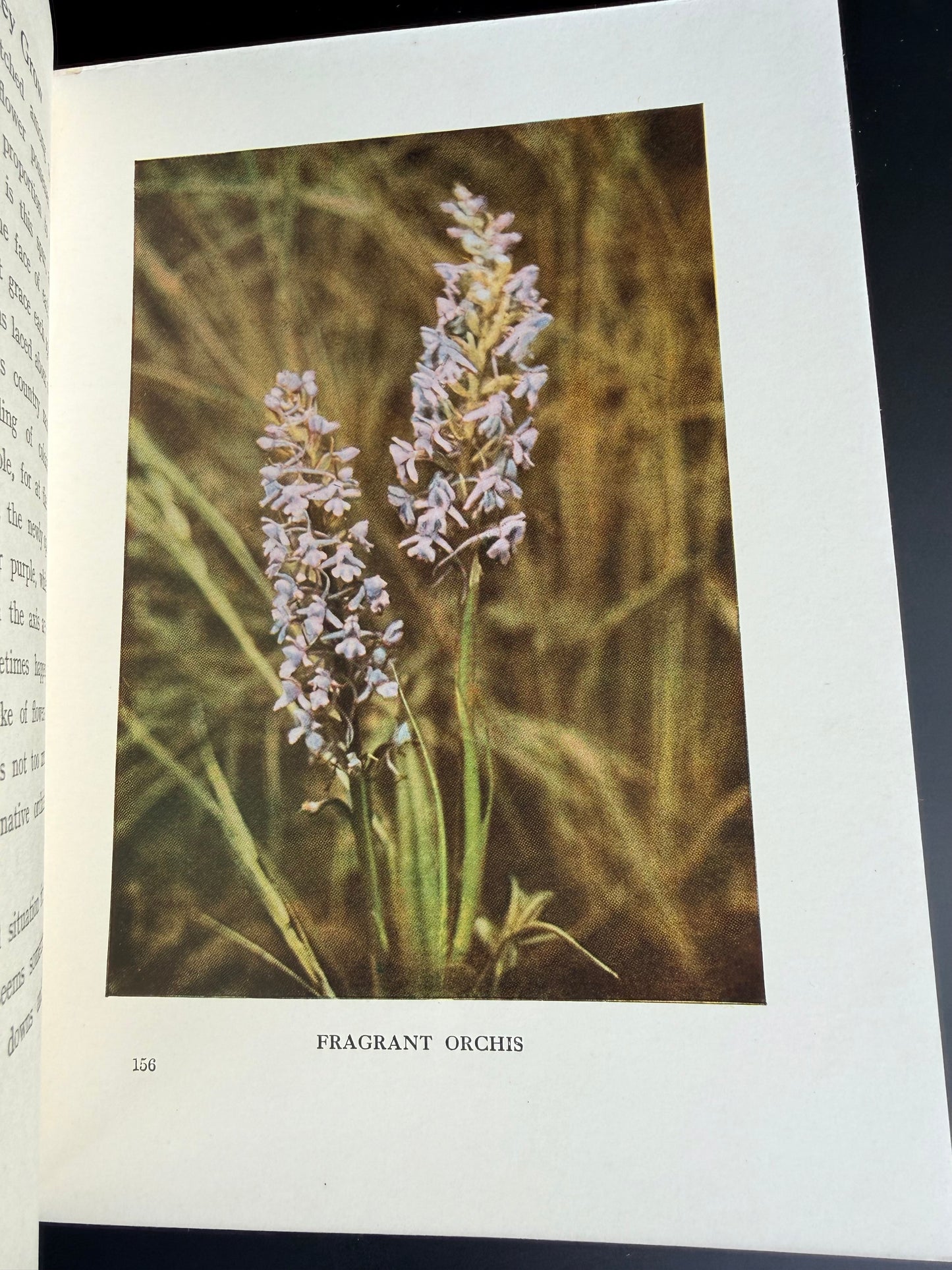 Wild Flowers as They Grow, Vol VII