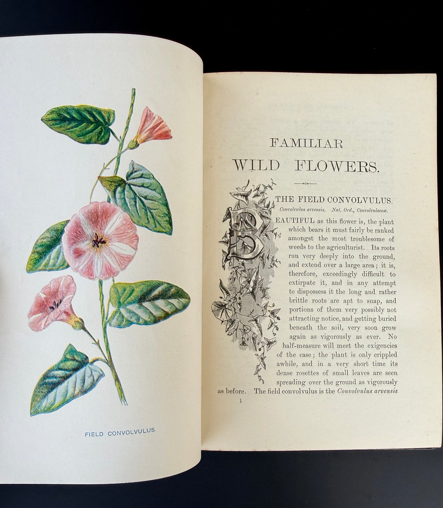 Familiar Wild Flowers, F Edward Hulme