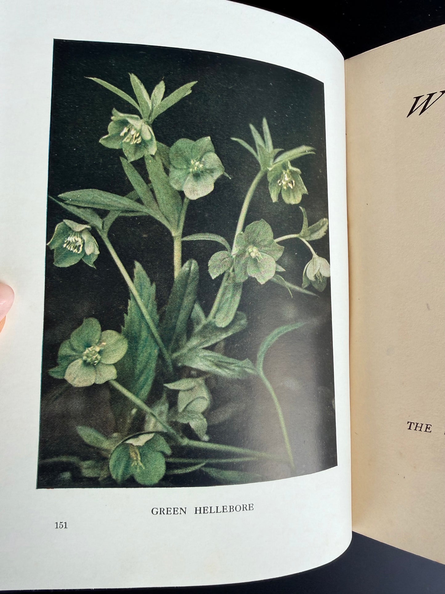 Wild Flowers as They Grow, Vol VII