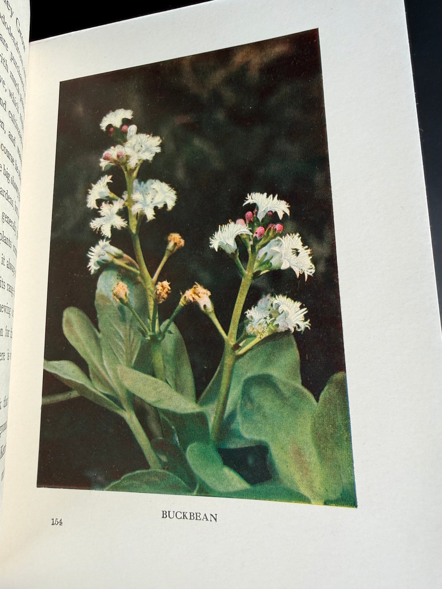 Wild Flowers as They Grow, Vol VII
