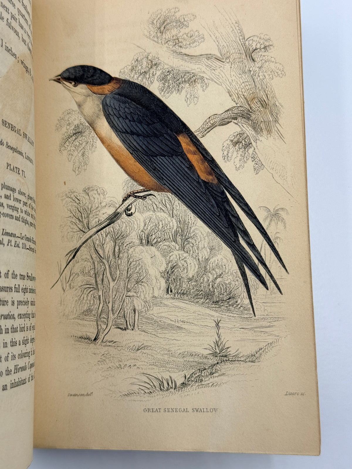 Ornithology: The Naturalist’s Library by Sir William Jardine, Vol 12, Birds of Western Africa