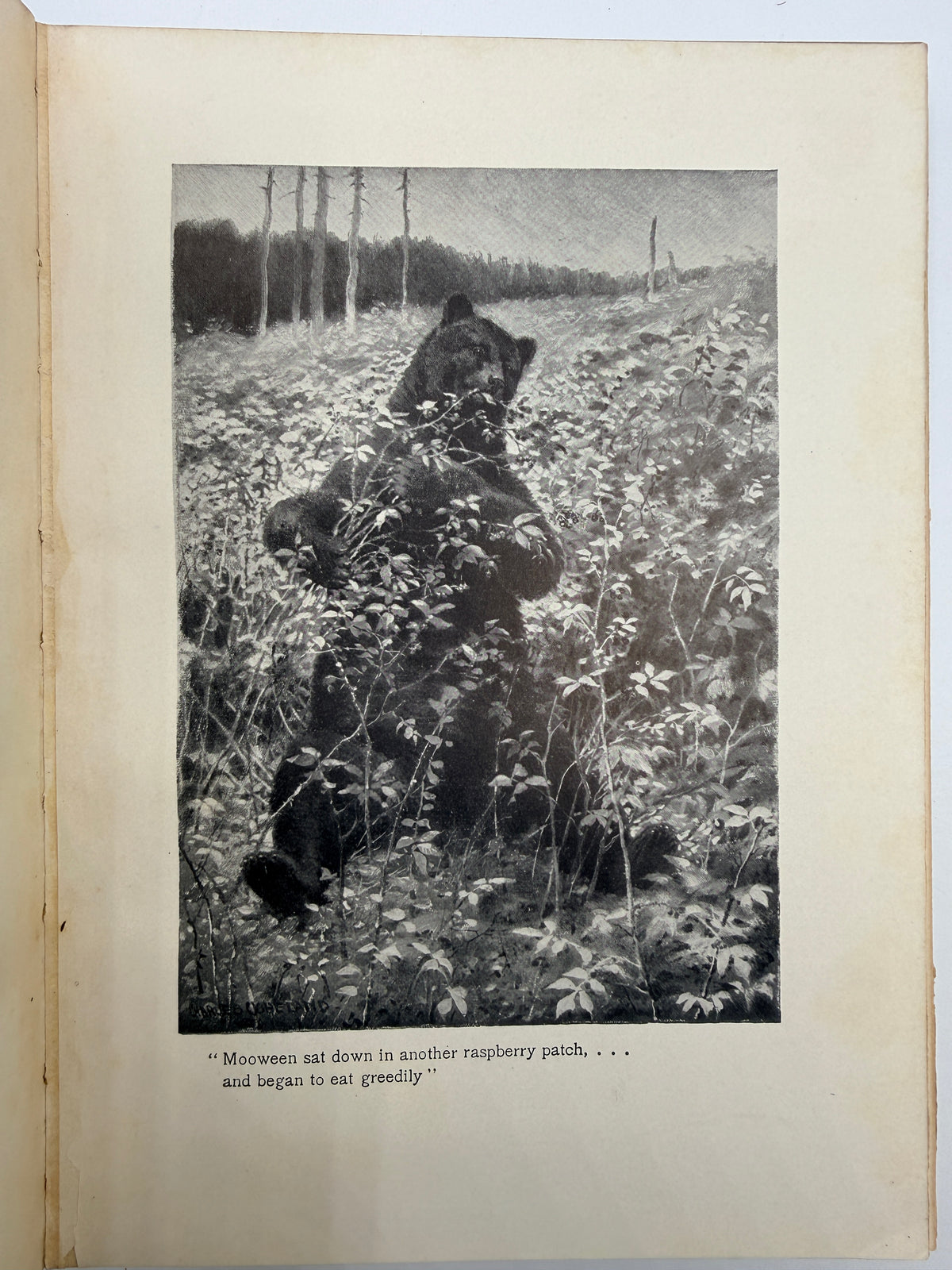 Whose Home is the Wilderness, 1907