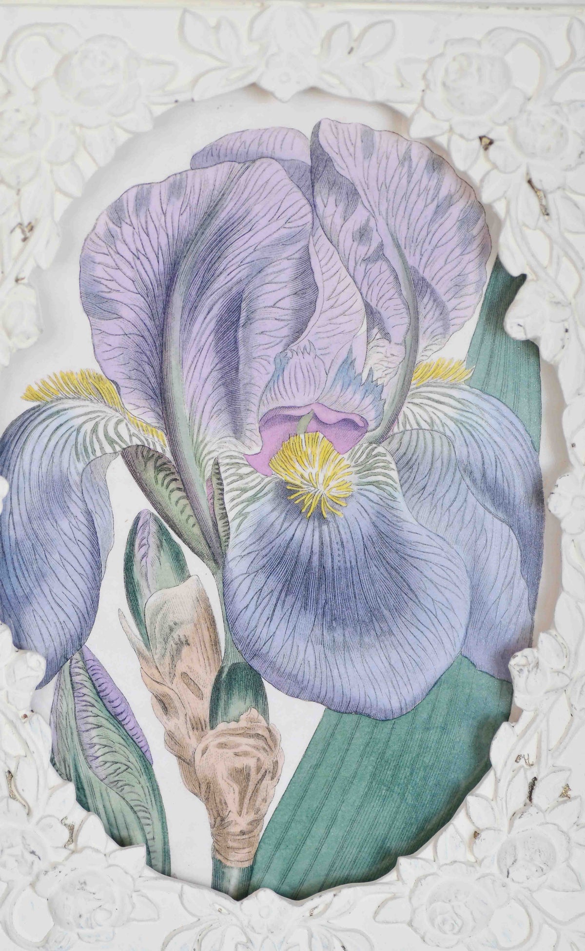 Purple Iris Framed Print in Vintage Frame, 8.5"