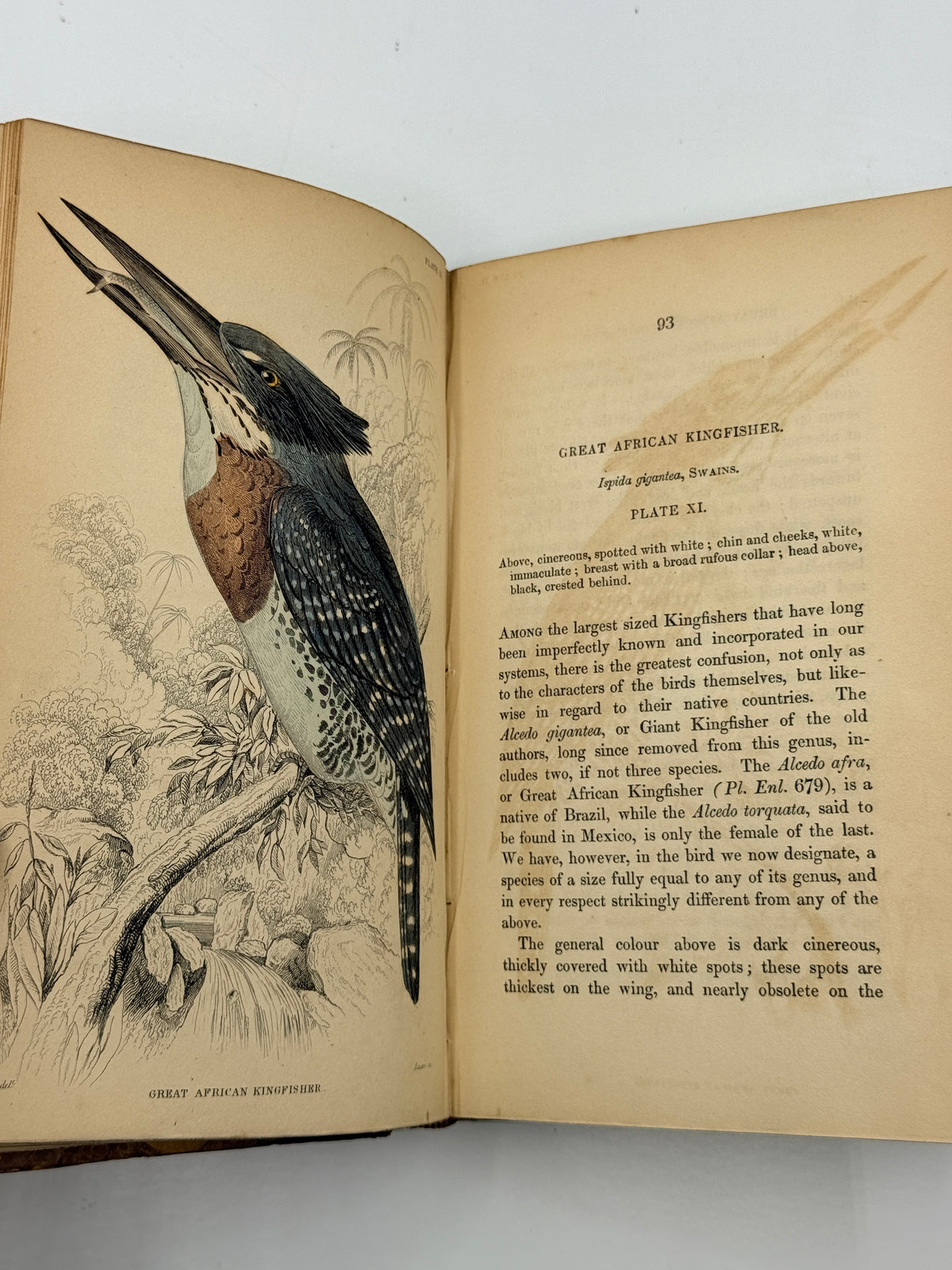 Ornithology: The Naturalist’s Library by Sir William Jardine, Vol 12, Birds of Western Africa