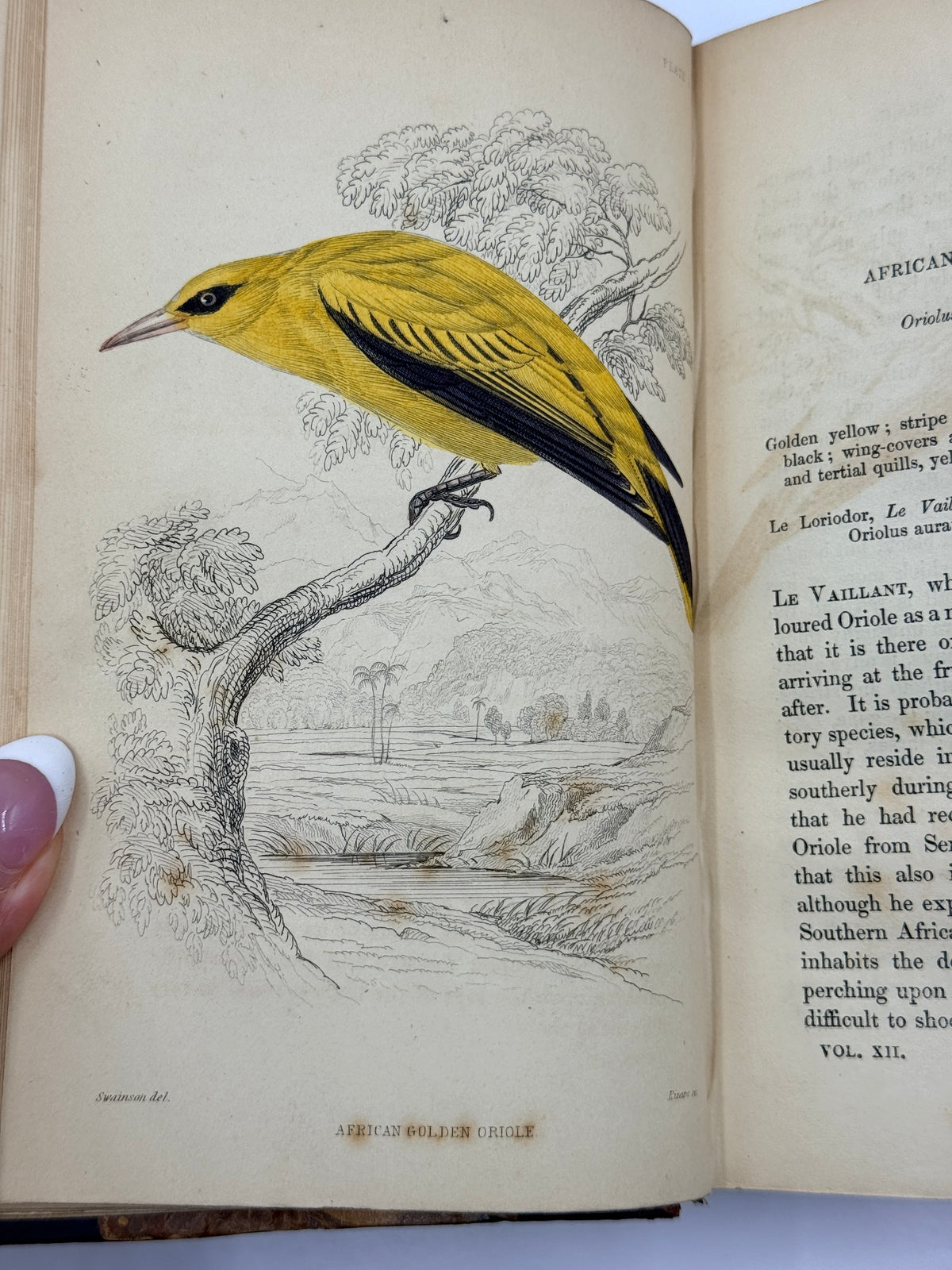 Ornithology: The Naturalist’s Library by Sir William Jardine, Vol 12, Birds of Western Africa