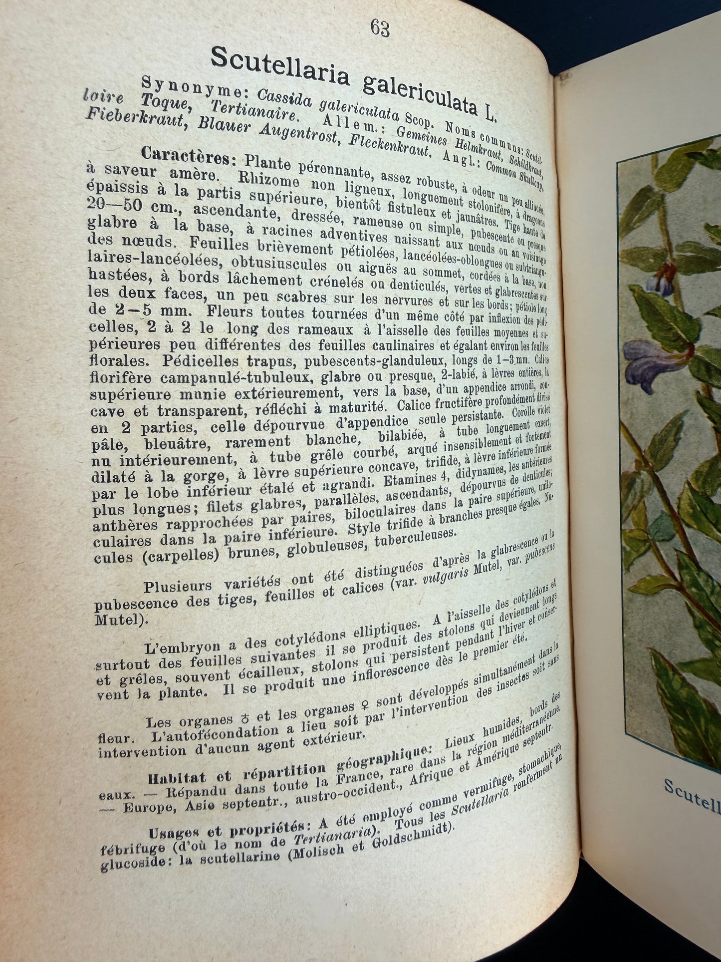 Marsh, Lake & Pond Flowers, French, 1921
