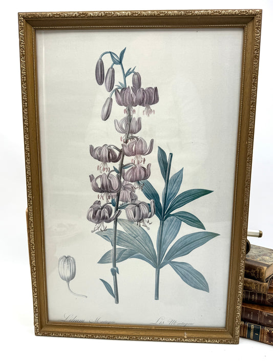 Lilium Martagon After Redouté, Botanical Framed Print