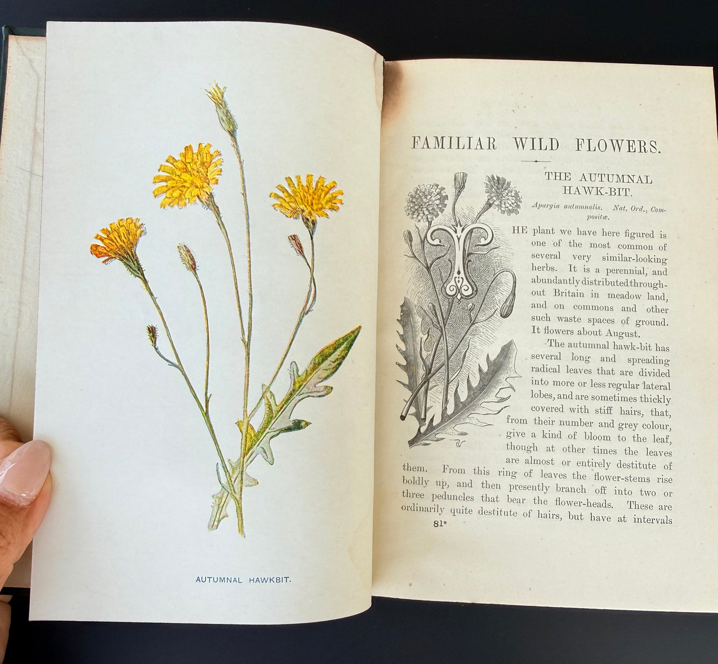 Familiar Wild Flowers, F Edward Hulme