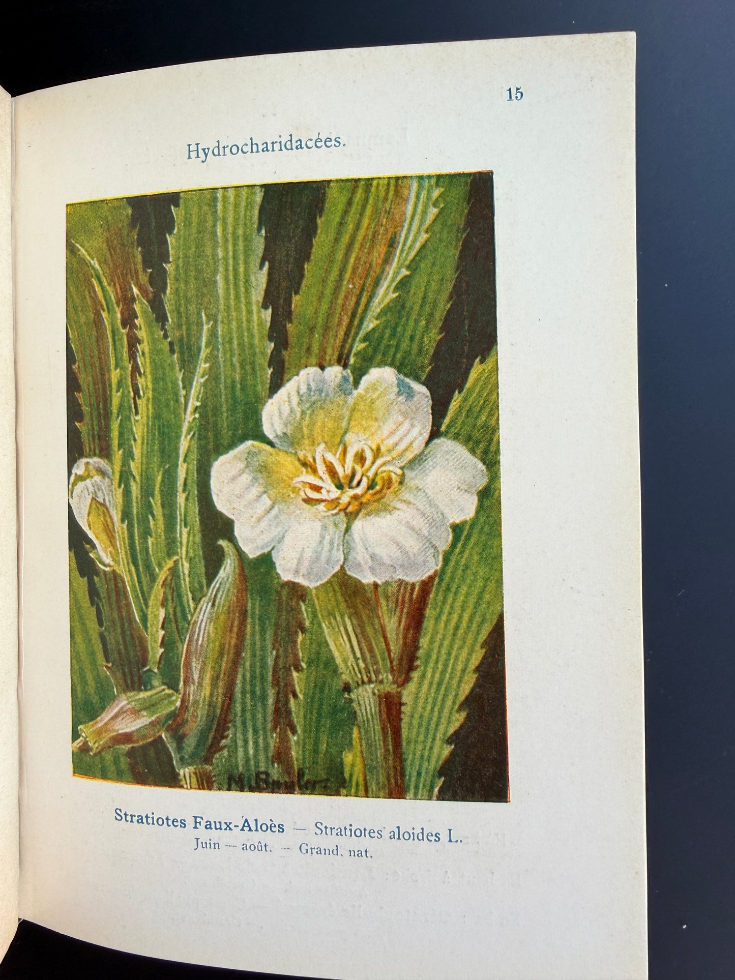 Marsh, Lake & Pond Flowers, French, 1921