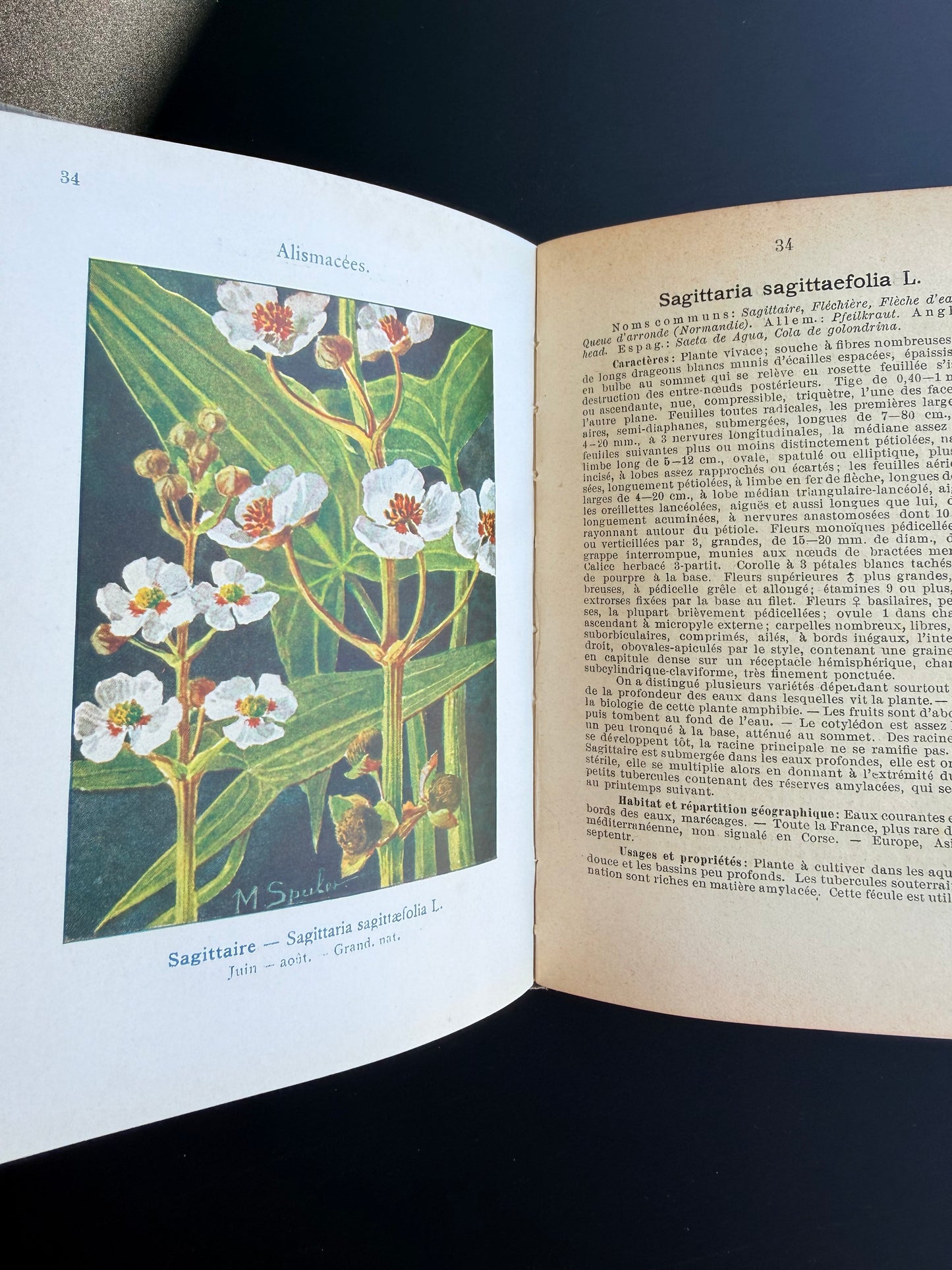Marsh, Lake & Pond Flowers, French, 1921