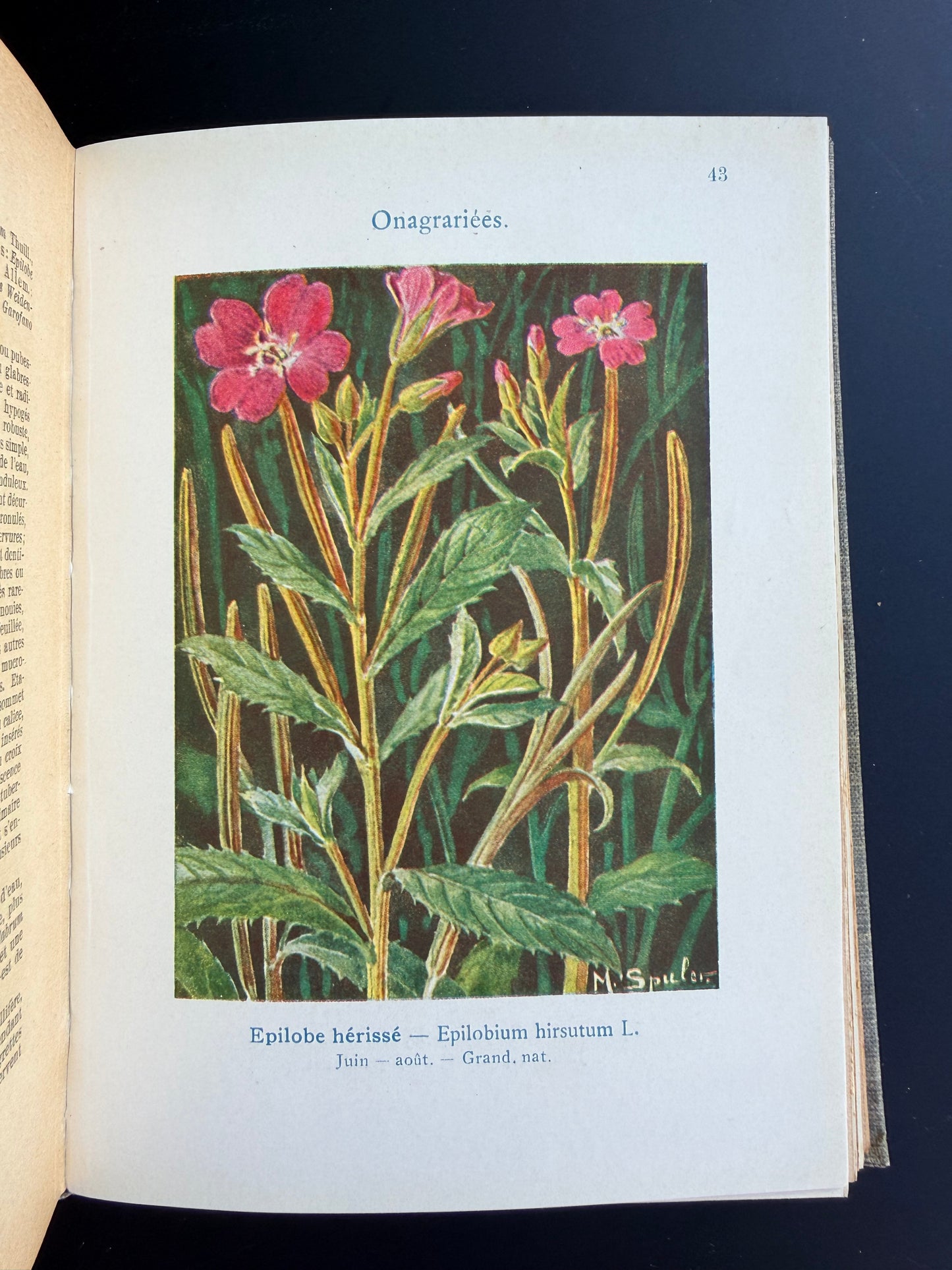 Marsh, Lake & Pond Flowers, French, 1921