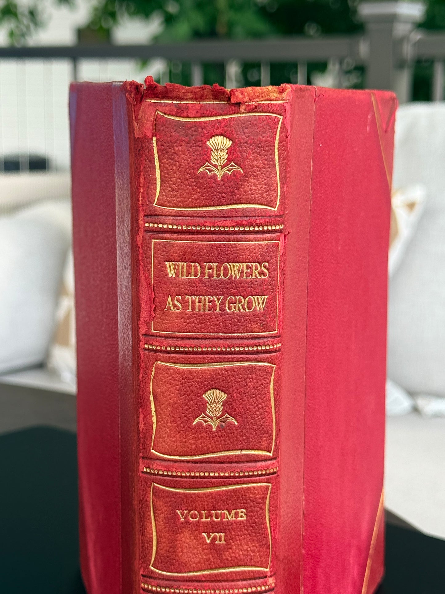 Wild Flowers as They Grow, Vol VII