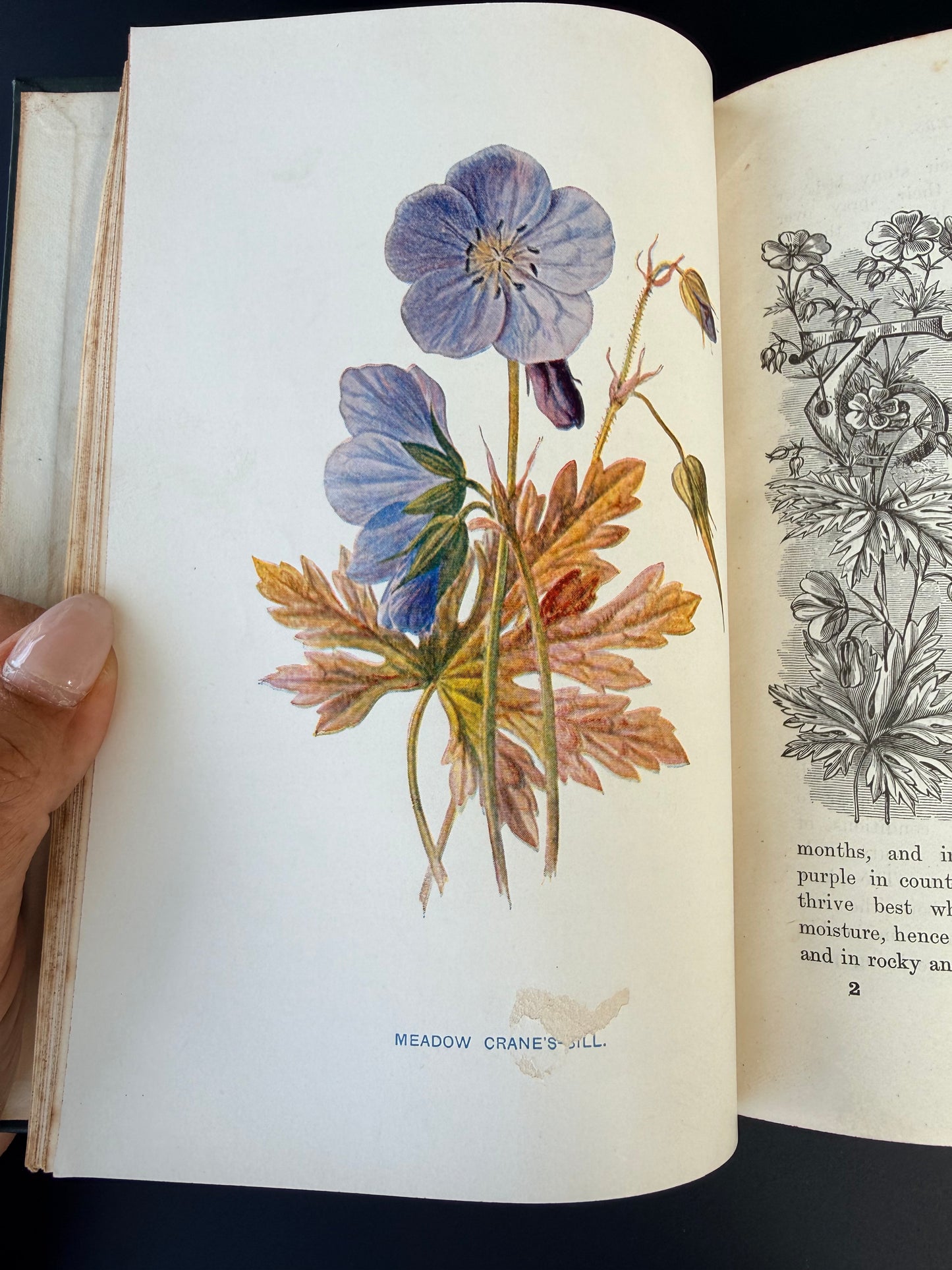 Familiar Wild Flowers, F Edward Hulme