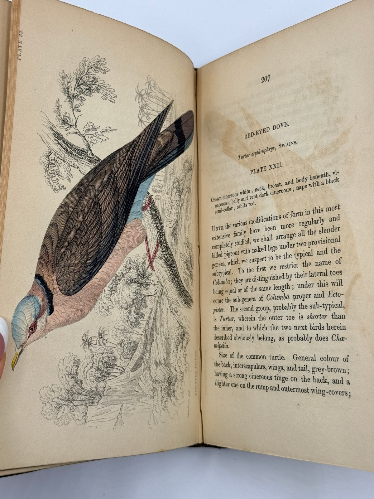 Ornithology: The Naturalist’s Library by Sir William Jardine, Vol 12, Birds of Western Africa