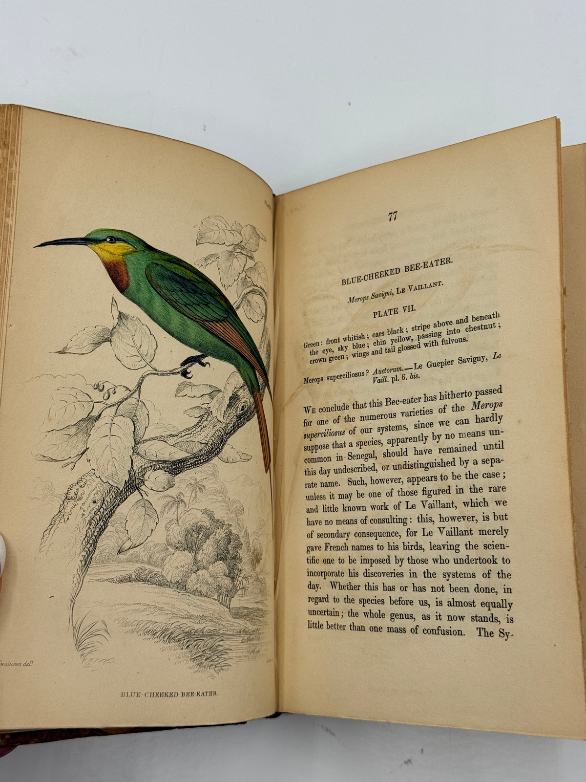 Ornithology: The Naturalist’s Library by Sir William Jardine, Vol 12, Birds of Western Africa