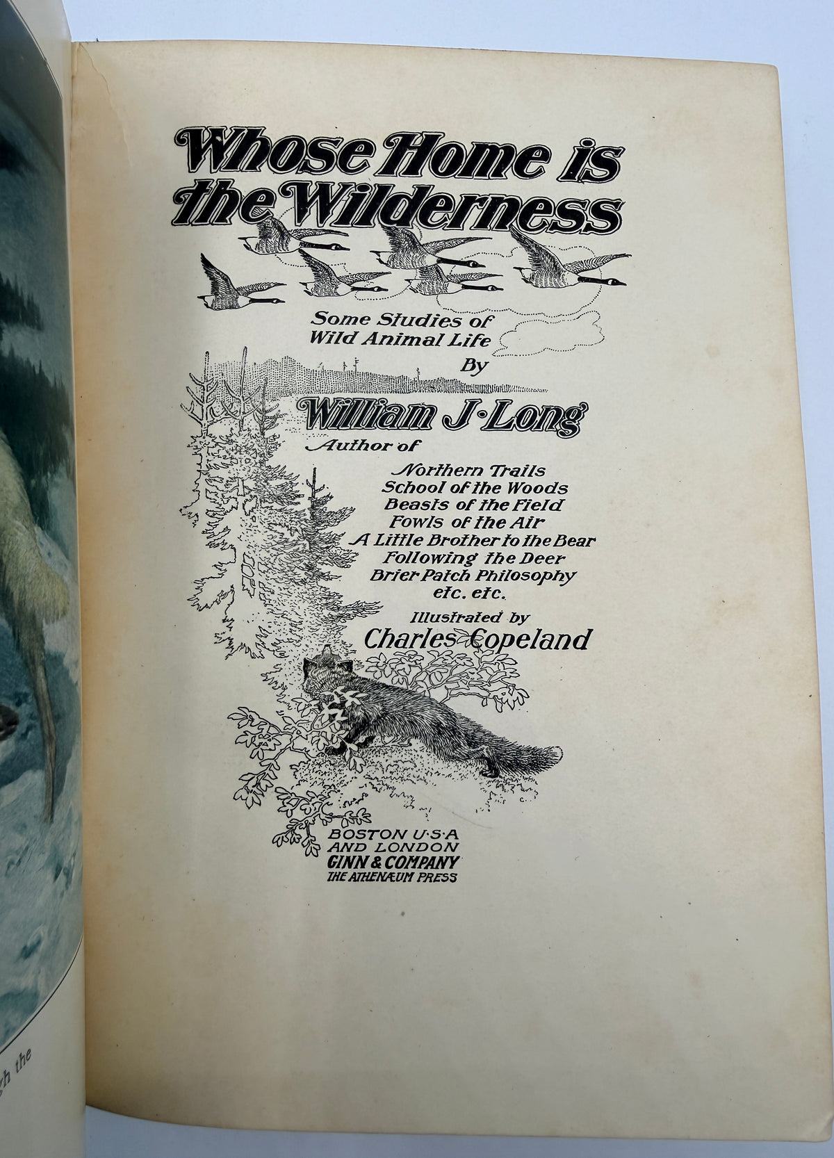 Whose Home is the Wilderness, 1907