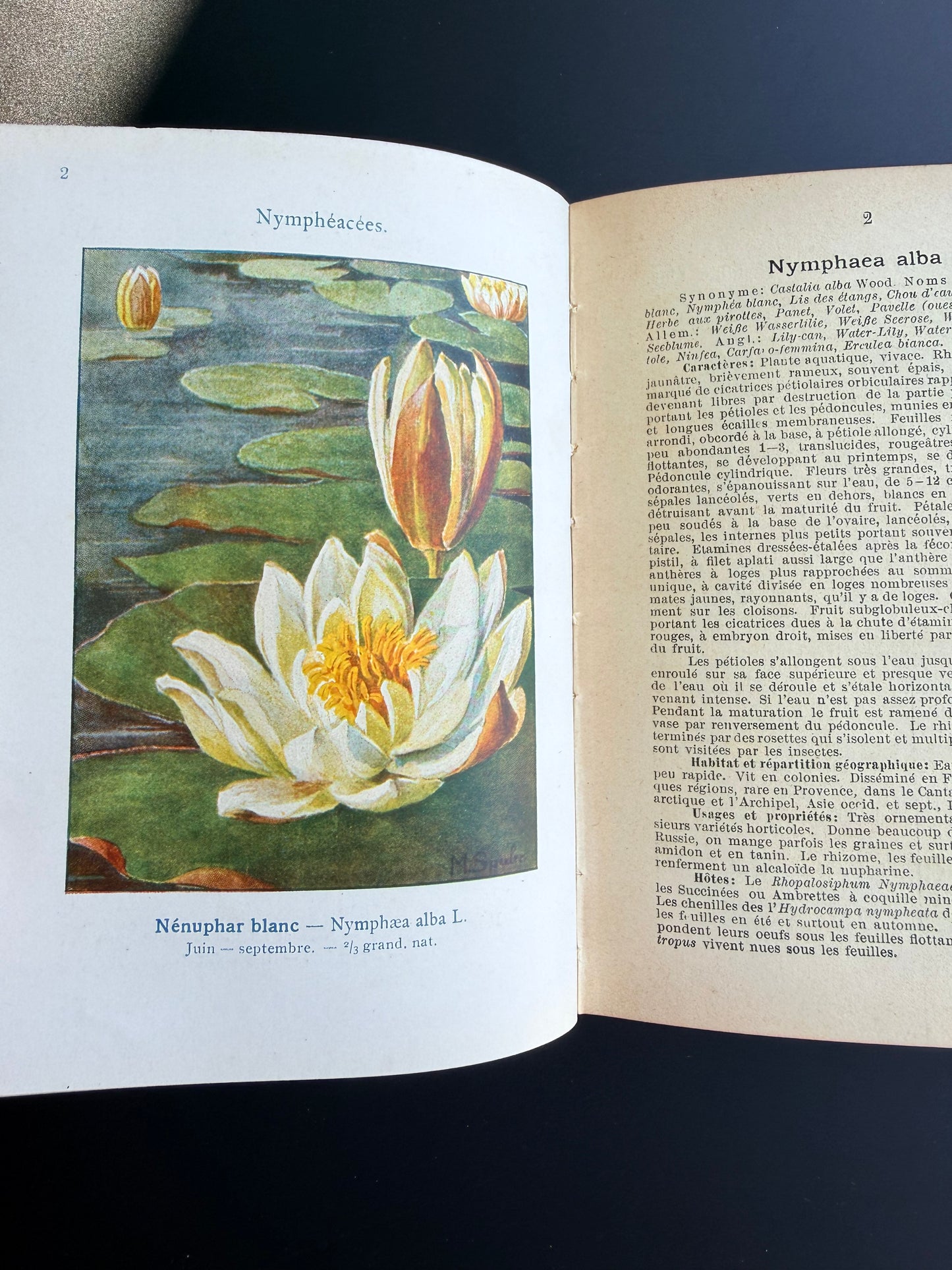 Marsh, Lake & Pond Flowers, French, 1921