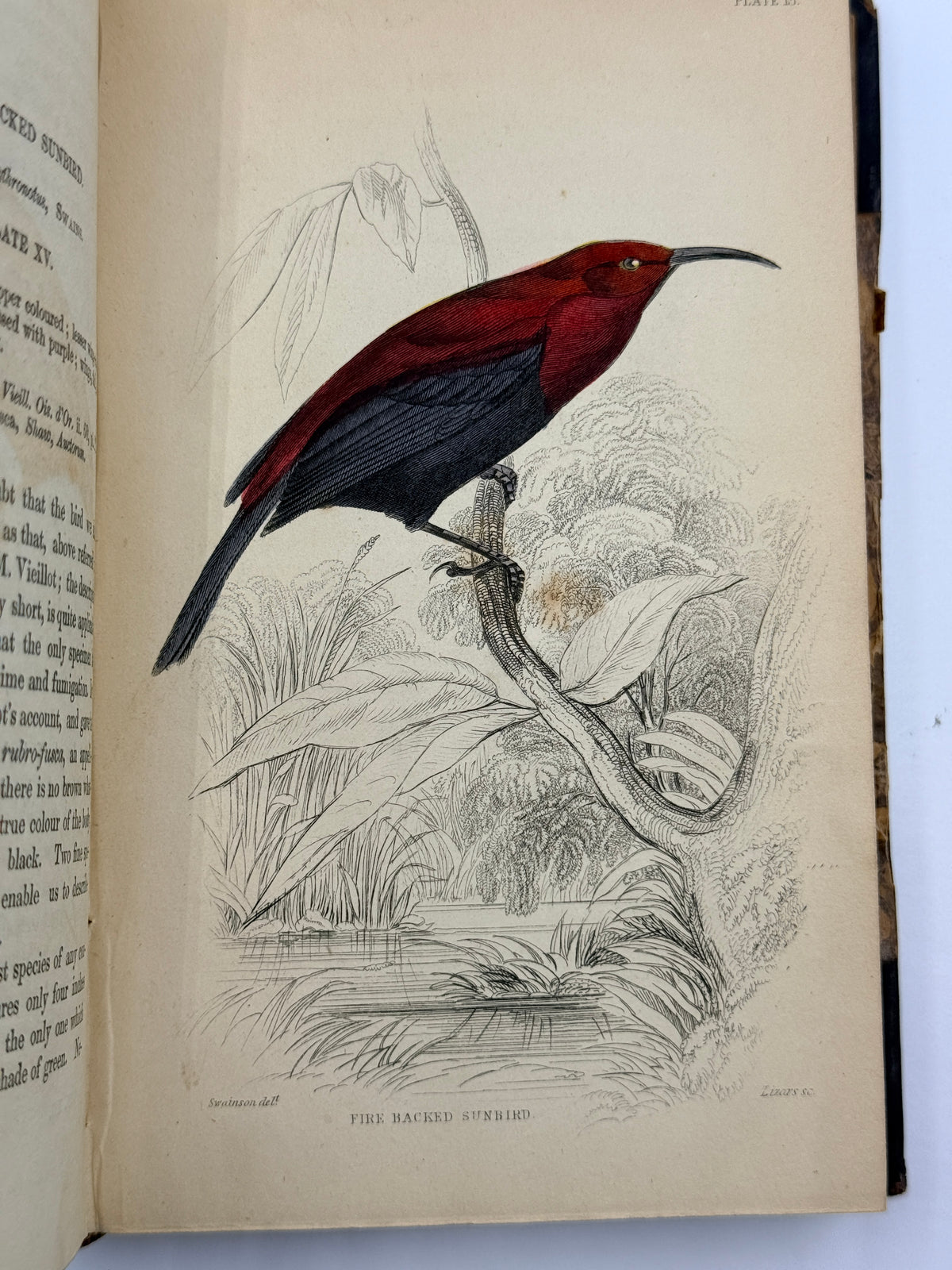 Ornithology: The Naturalist’s Library by Sir William Jardine, Vol 12, Birds of Western Africa