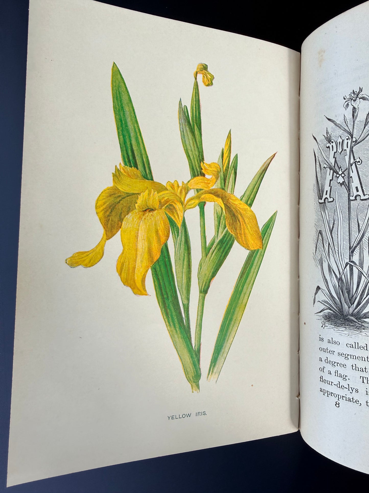 Familiar Wild Flowers, F Edward Hulme