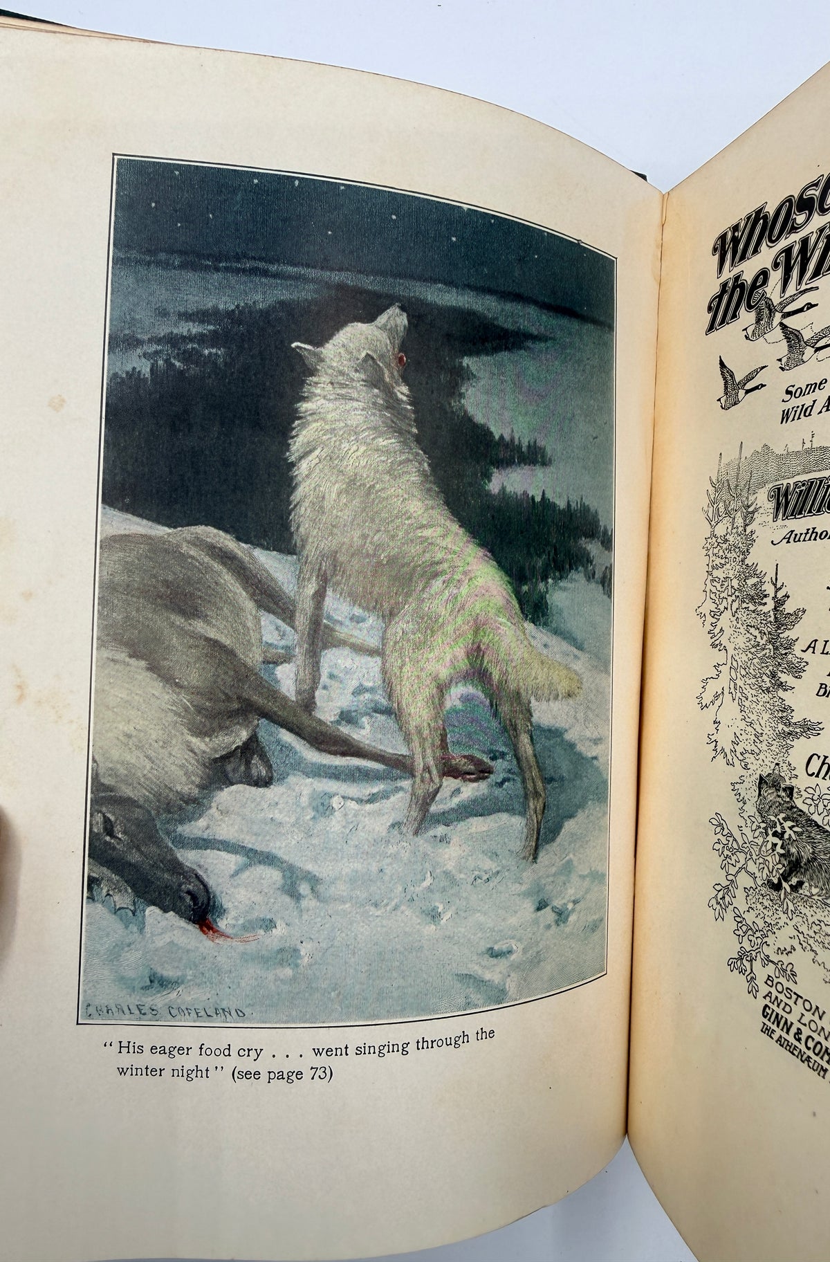 Whose Home is the Wilderness, 1907