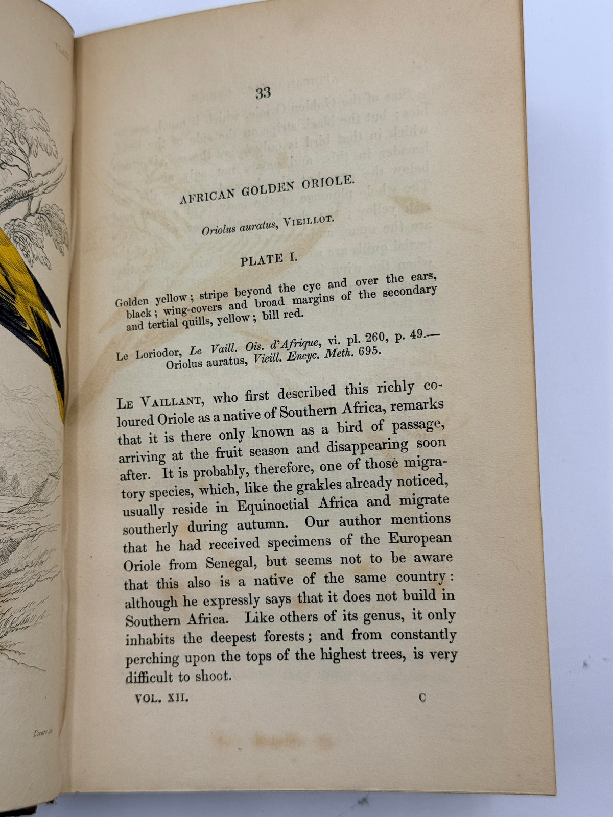 Ornithology: The Naturalist’s Library by Sir William Jardine, Vol 12, Birds of Western Africa