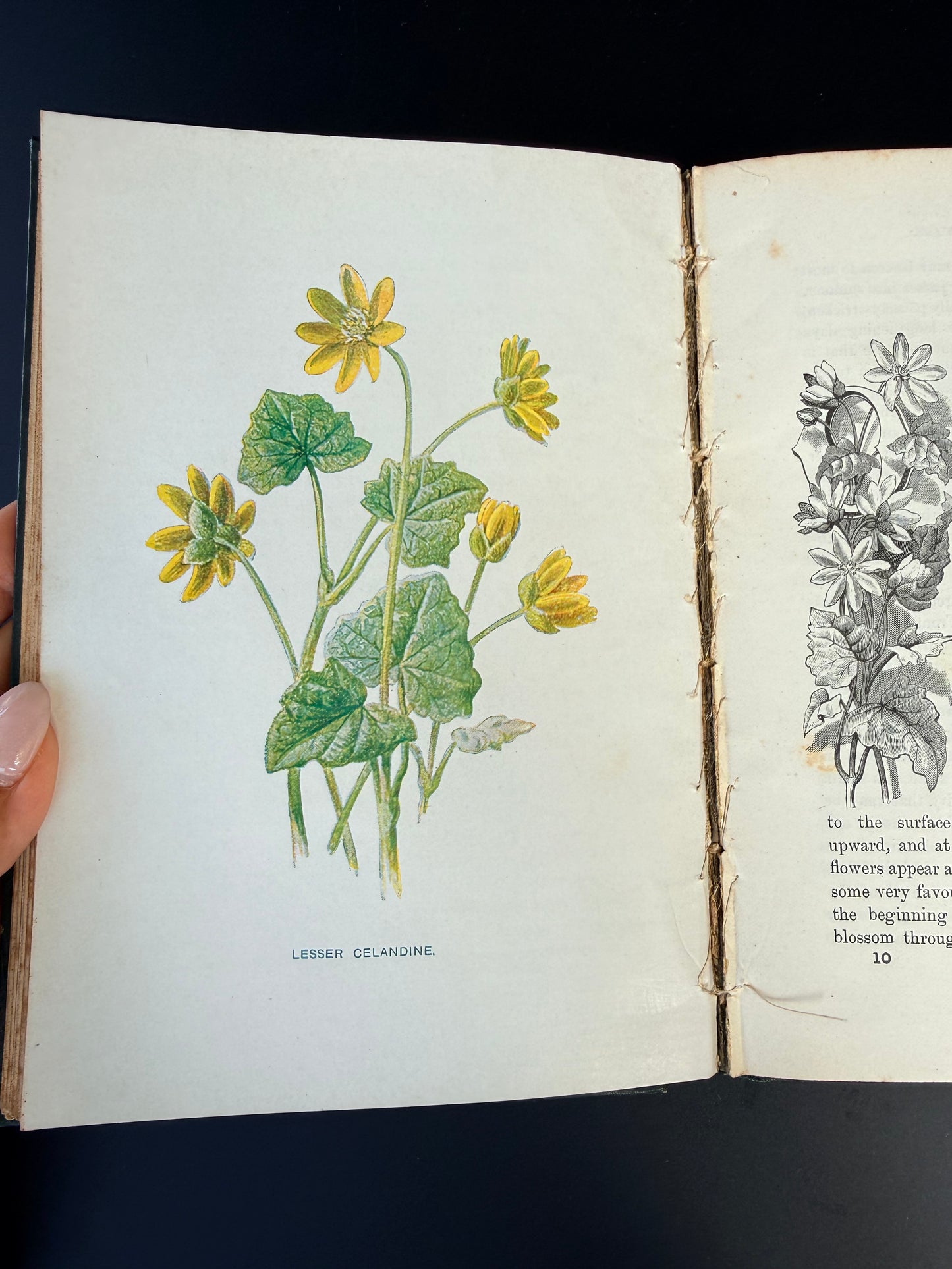 Familiar Wild Flowers, F Edward Hulme