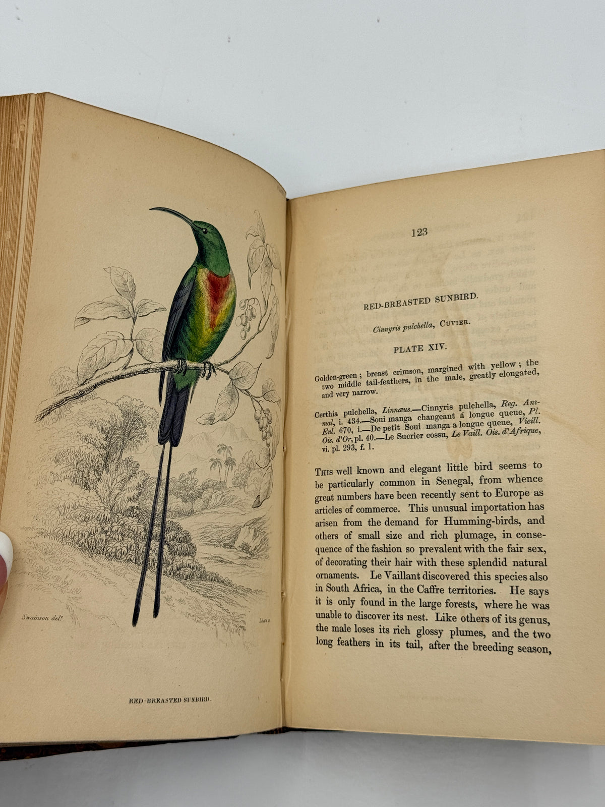 Ornithology: The Naturalist’s Library by Sir William Jardine, Vol 12, Birds of Western Africa