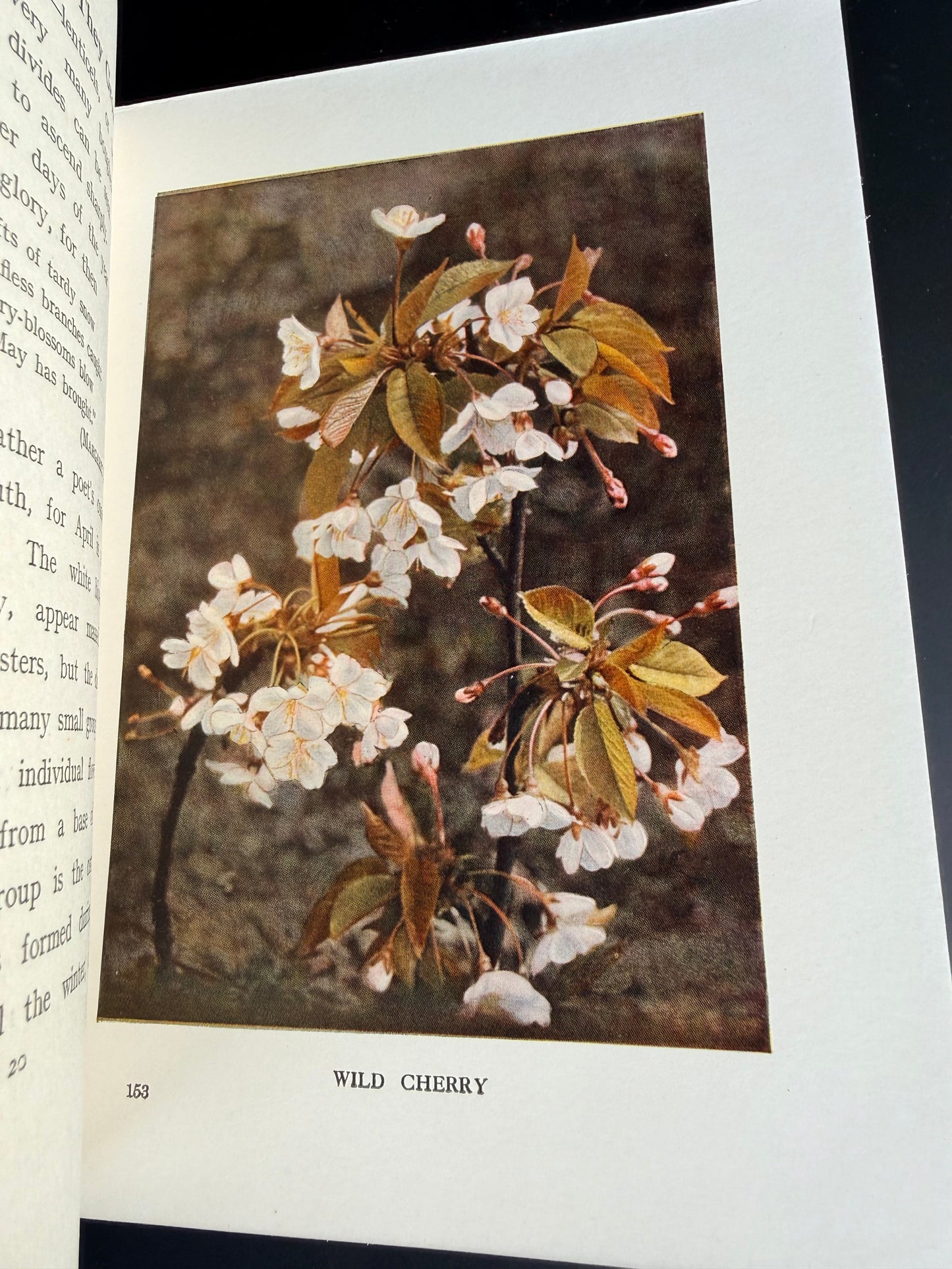 Wild Flowers as They Grow, Vol VII