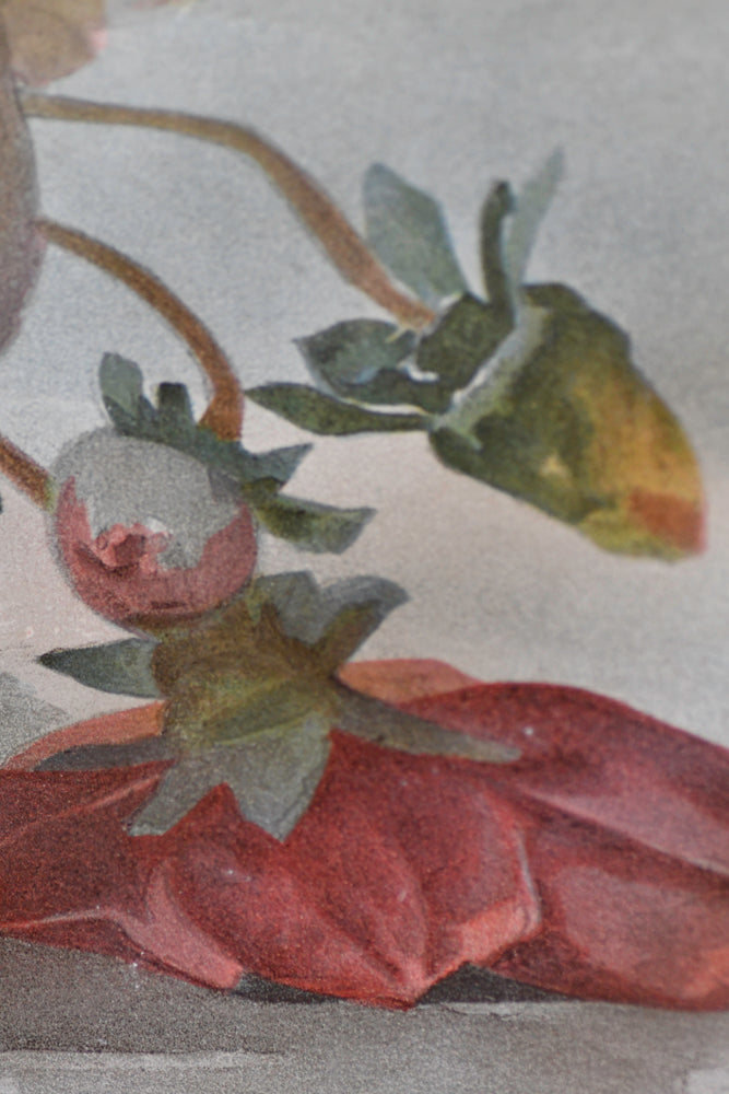 Paul de Longpre Still Life Watercolor, 1898